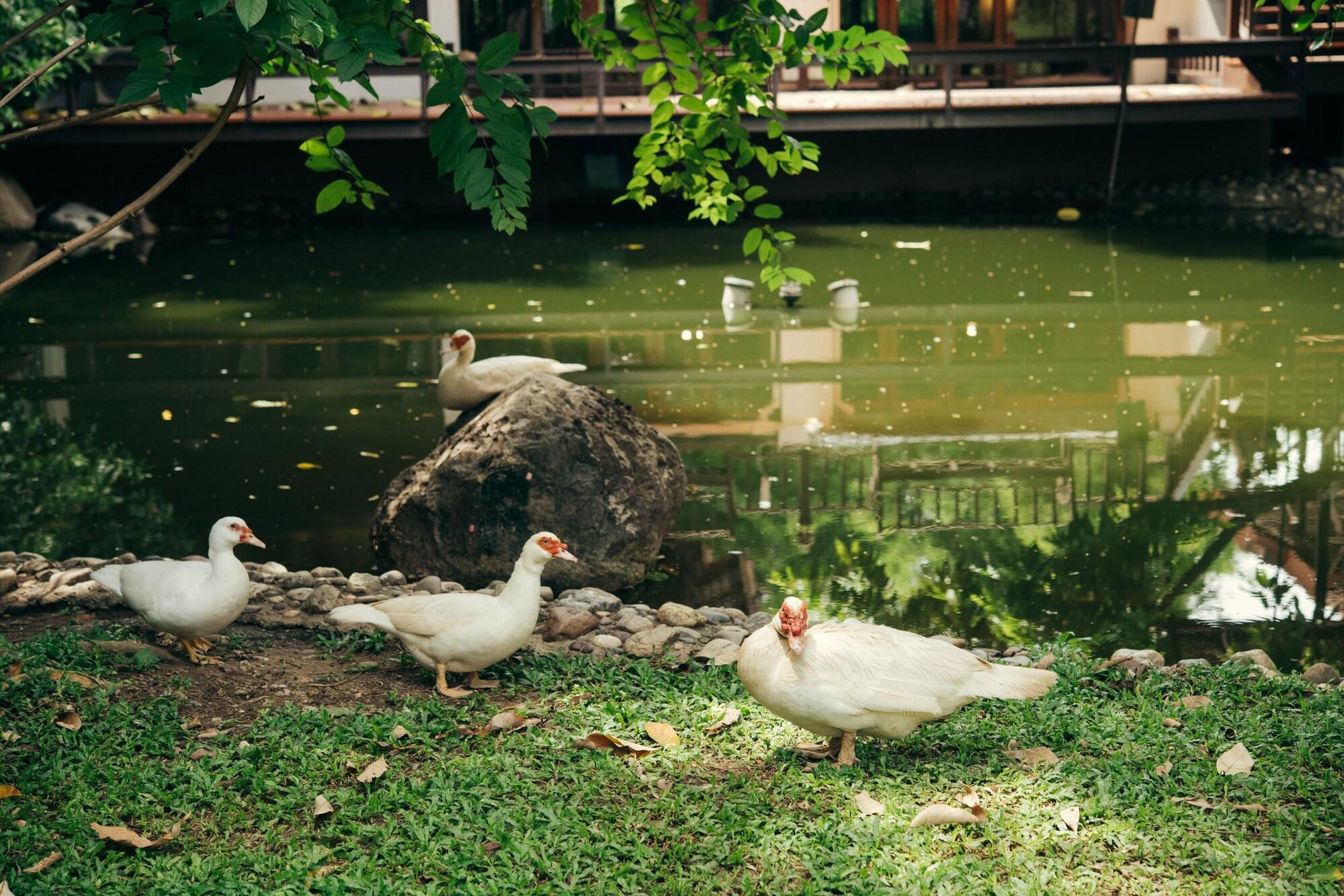 Chompor Lanna Hotel Chiang Mai Eksteriør billede